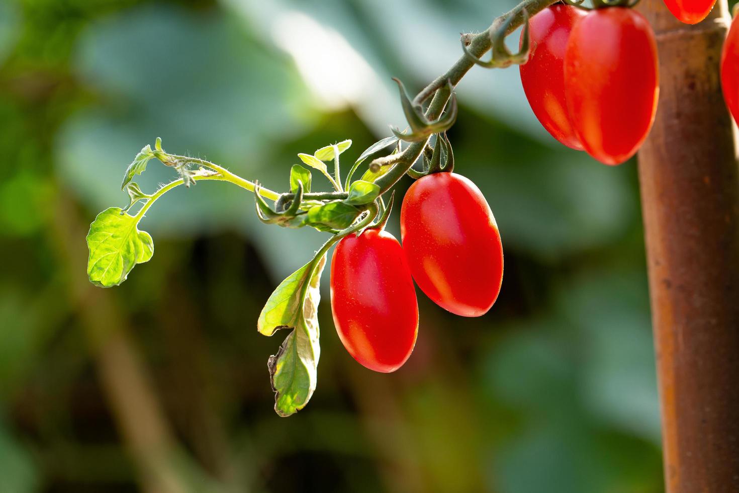 mogna röda tomater hänger på tomatträdet i trädgården foto