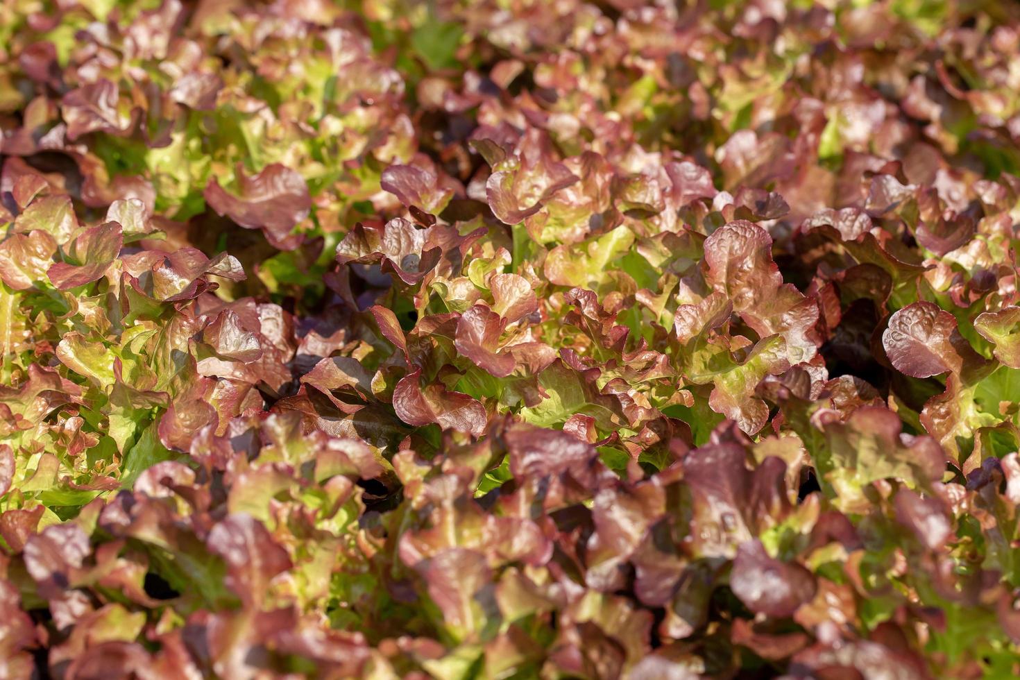 färsk röd ek sallad lämnar sallader grönsaker hydroponics gård foto