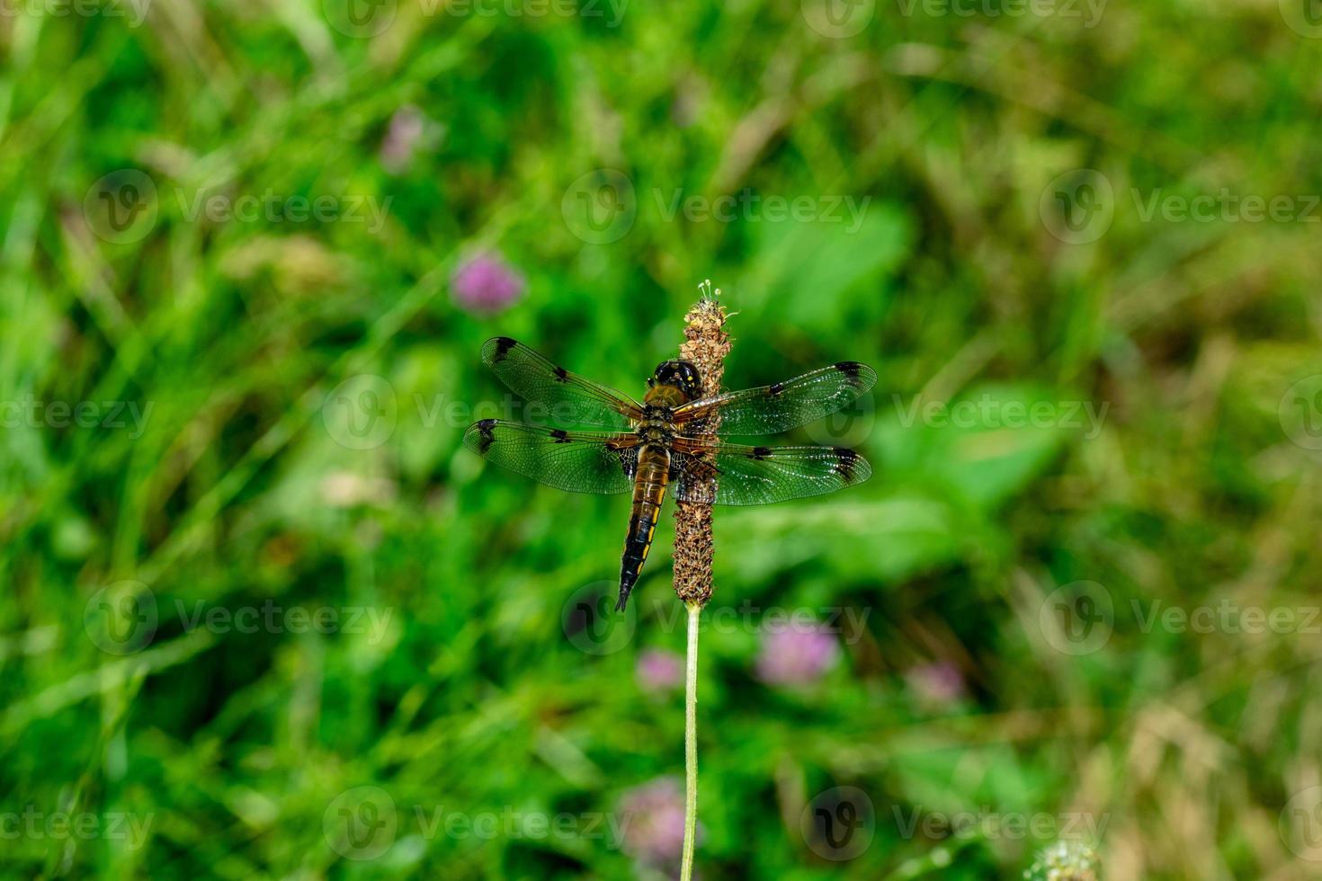 slända på blomman foto