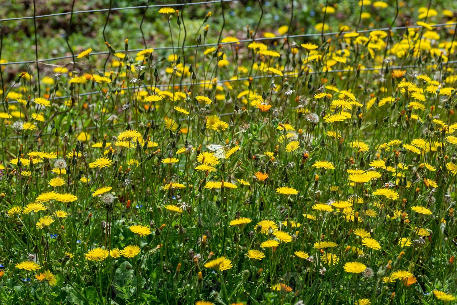 vildblommor med vit fjäril foto