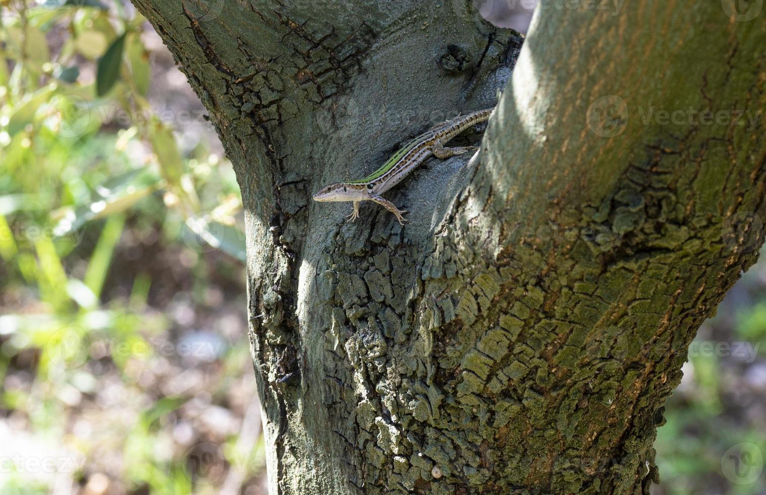 ödla podarcis siculus foto