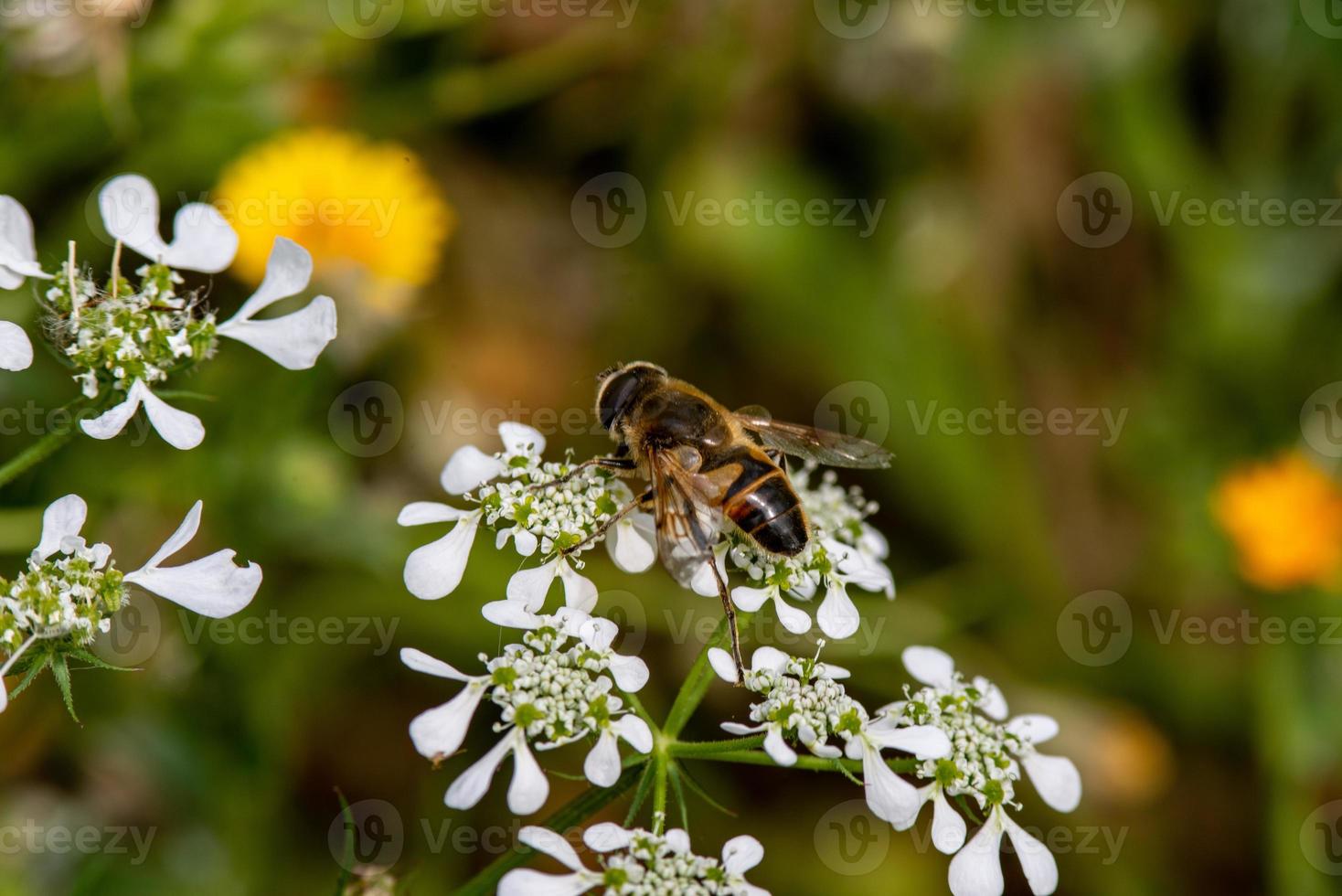 bi på blomma foto