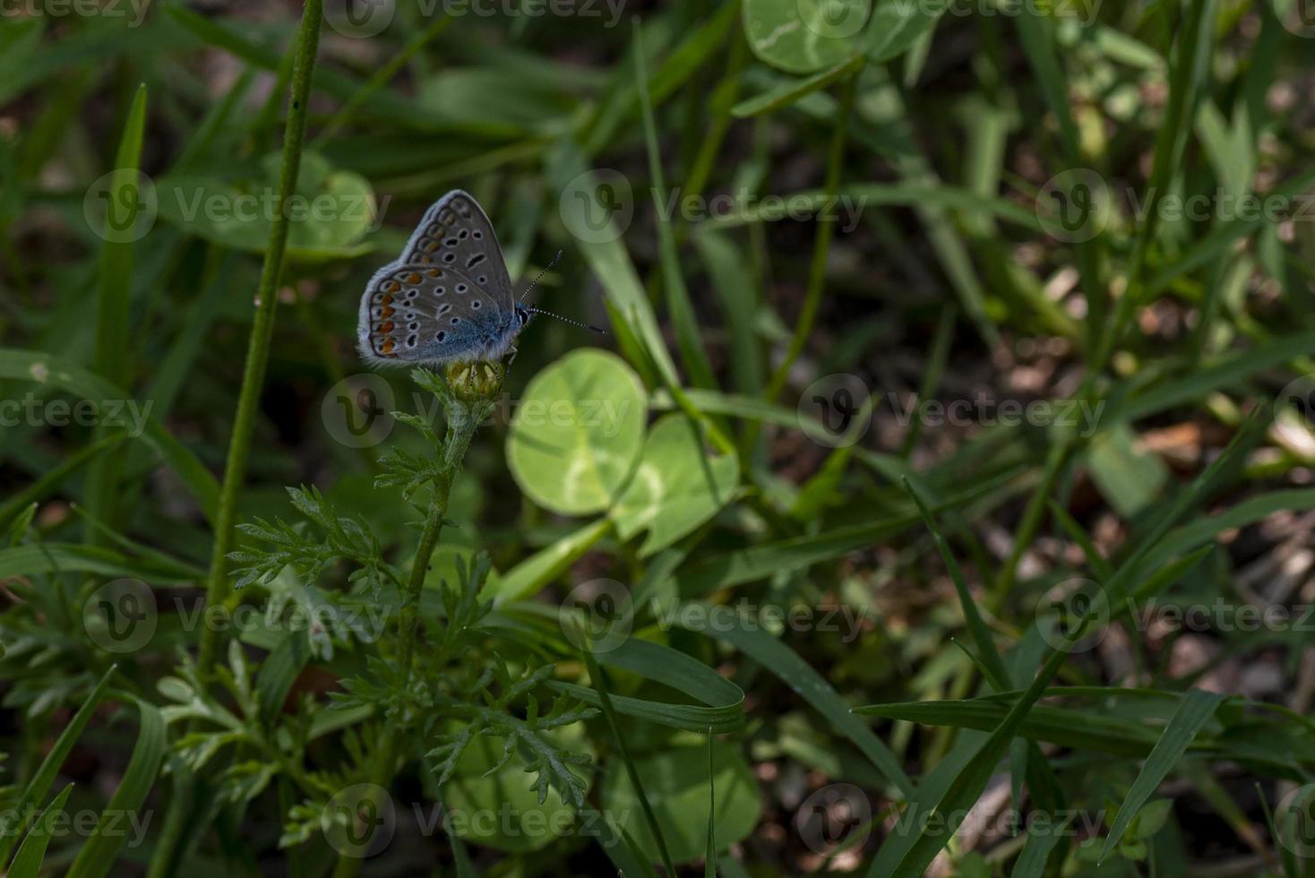 aricia av fälten intakt lugn foto