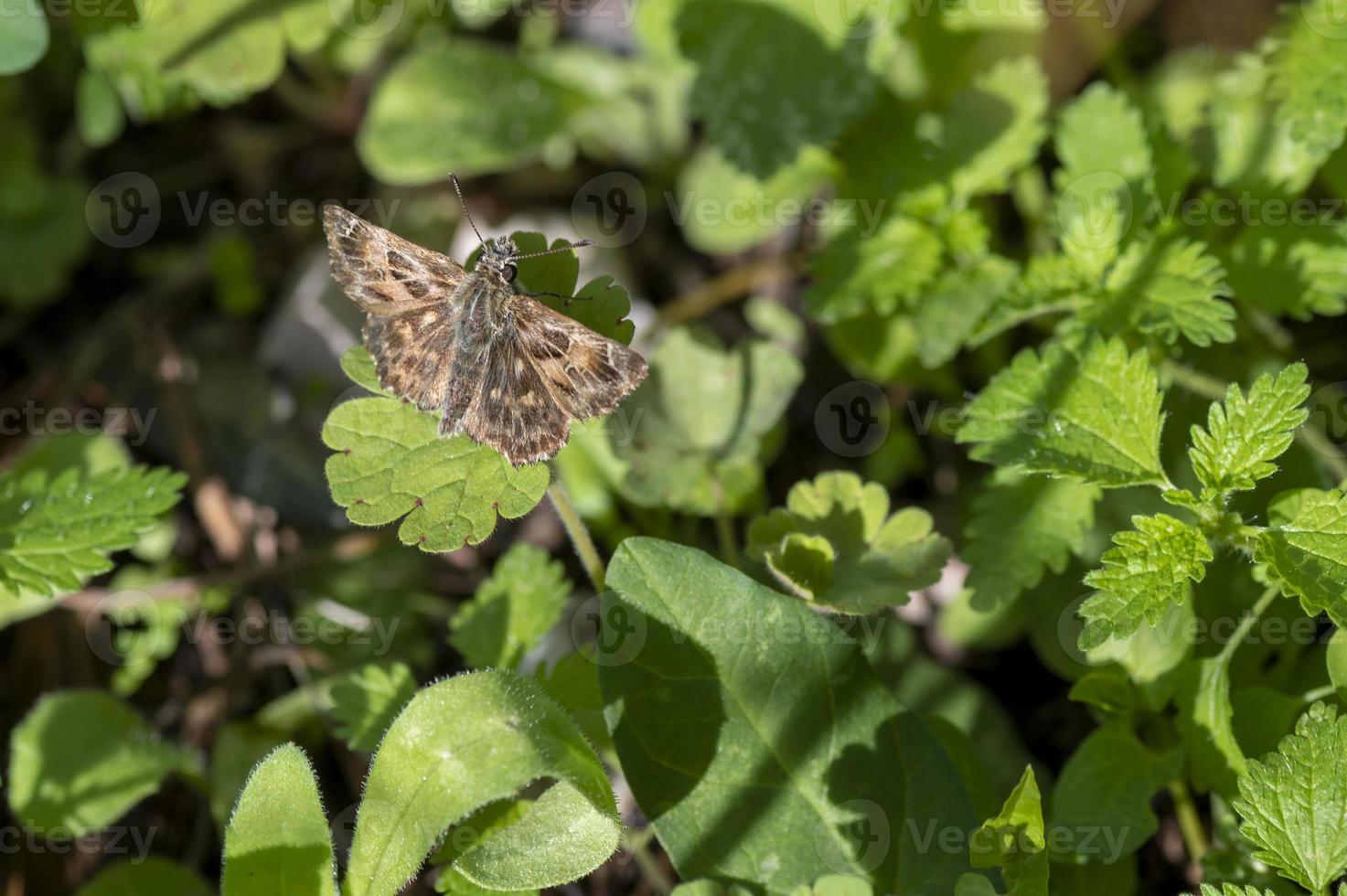 fjäril för carcharodus alceae på vegetation foto