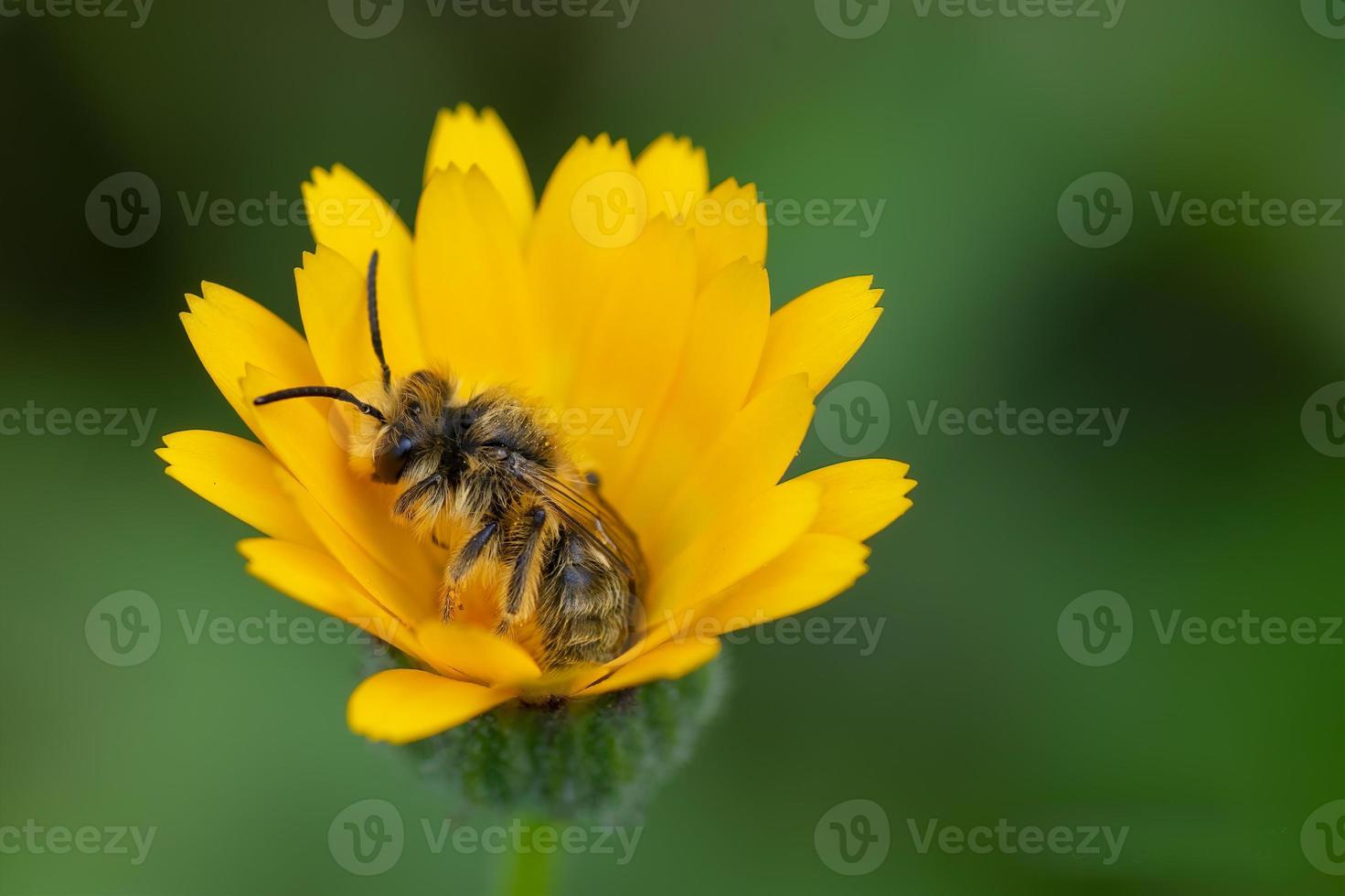 bi på en gul blomma på våren foto