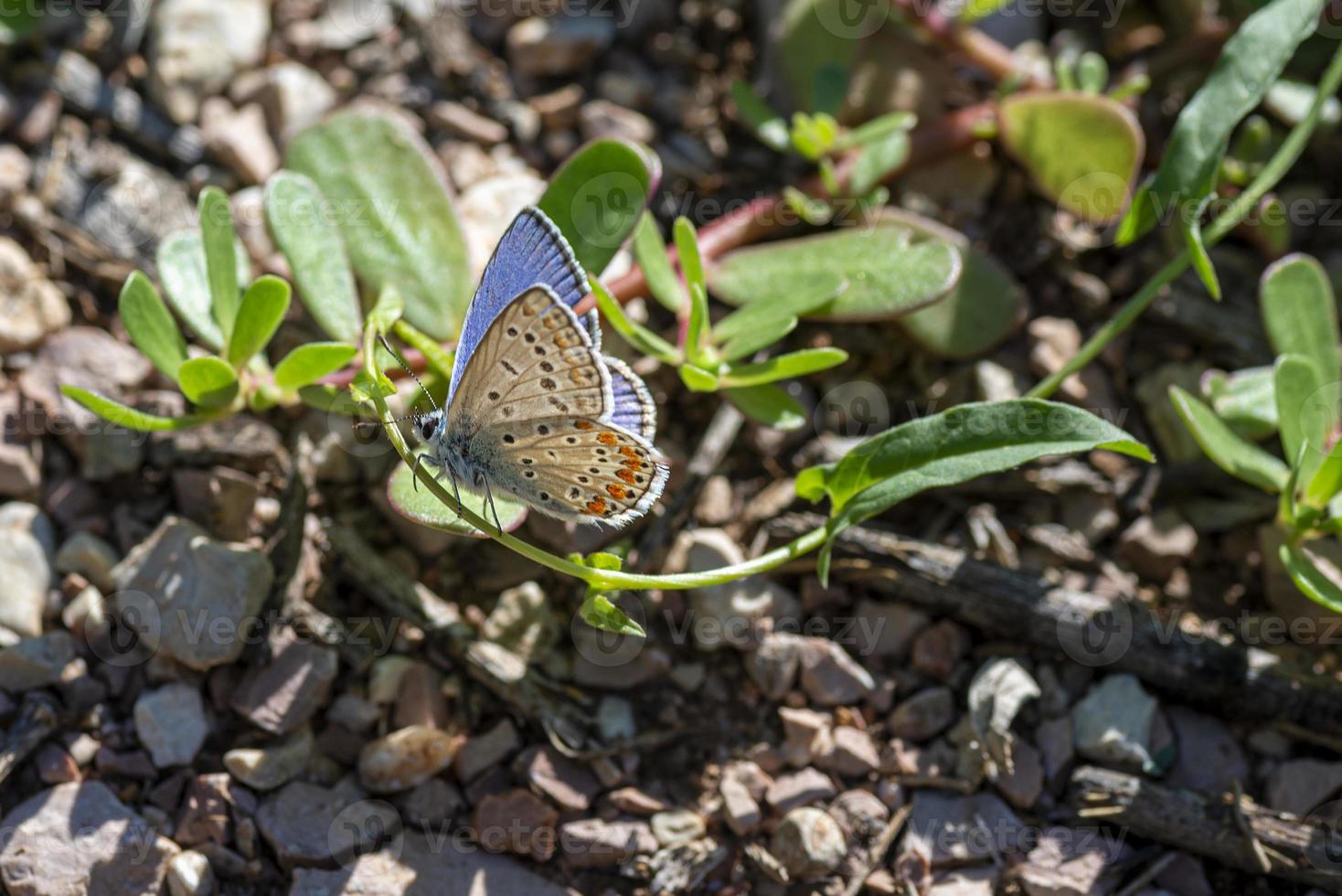 polymmatus iacarus fjäril vilar på marken foto