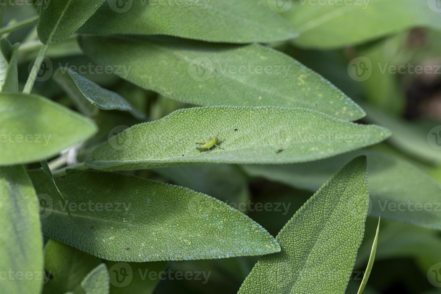 grön cricket på salvia ark foto