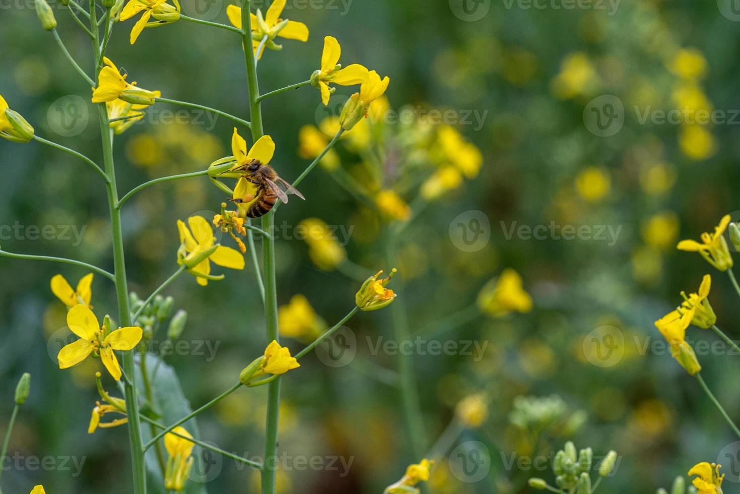 bi på blomman av grönsaken foto