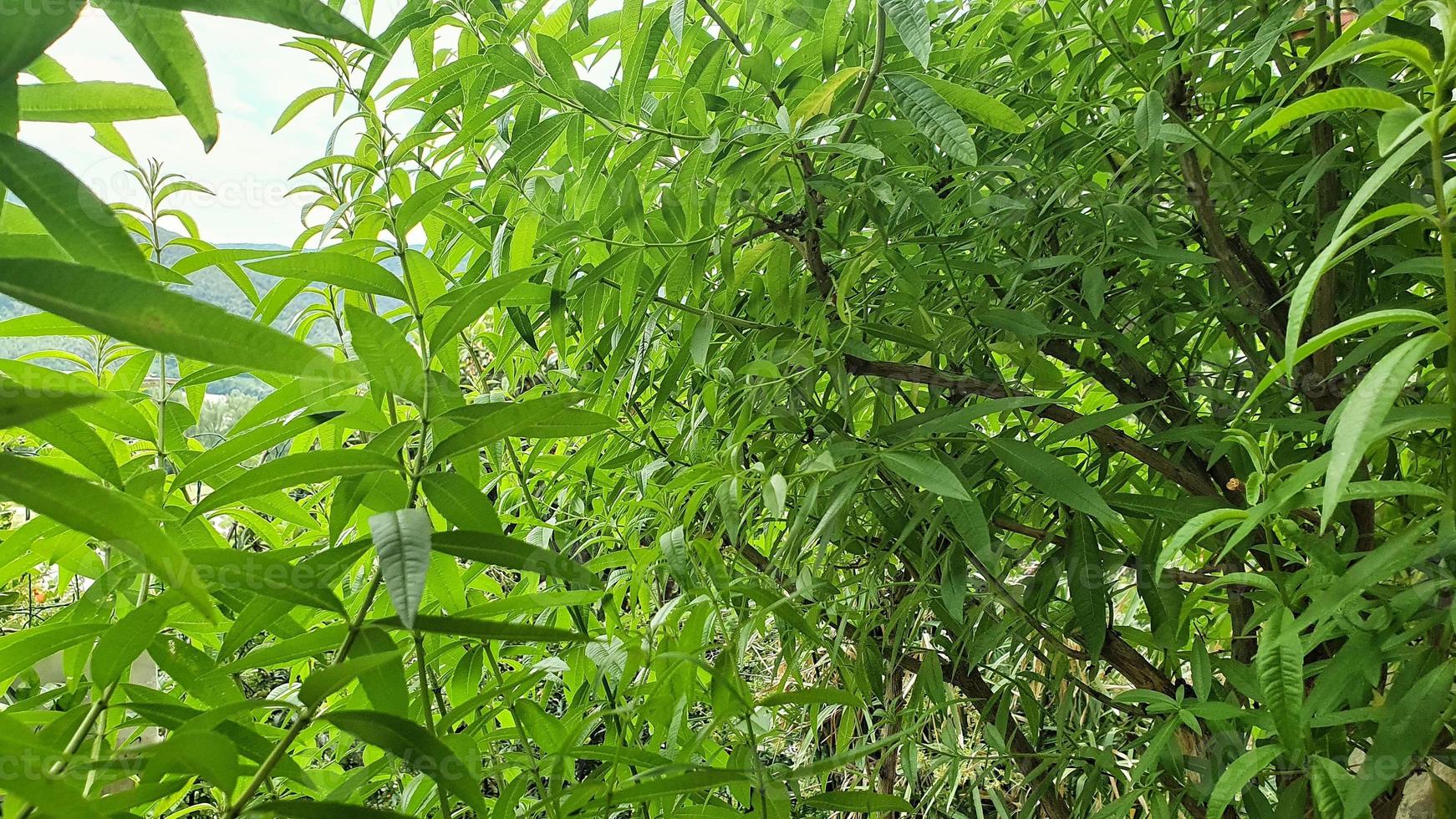 grön och doftande citronväxt foto