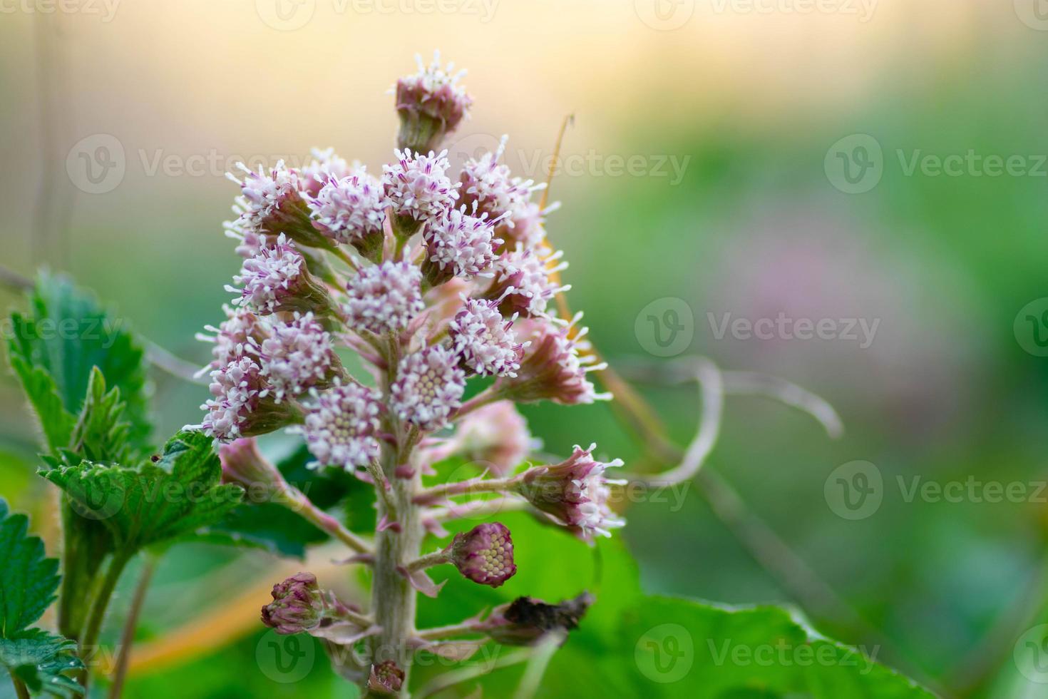 naturen blommar foto