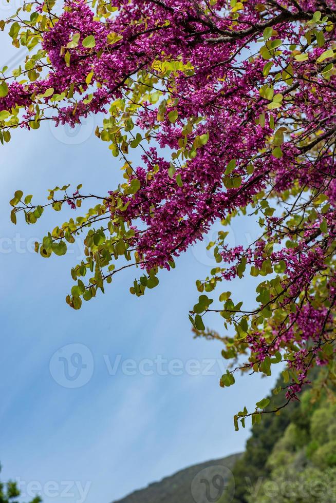 träd med lila löv på sommaren foto