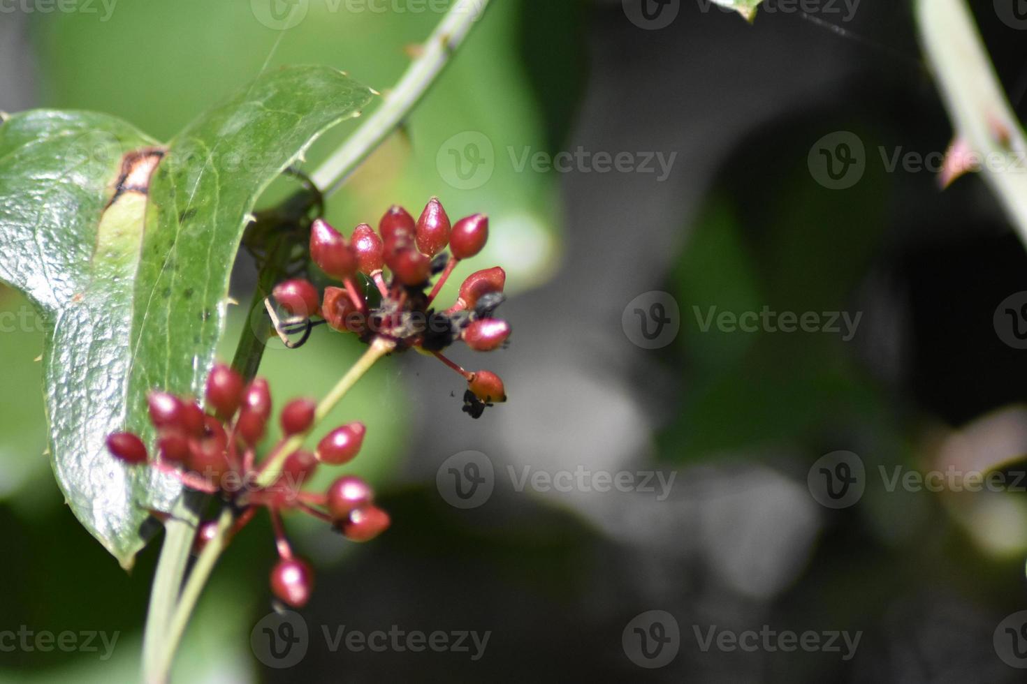 vårens natur foto