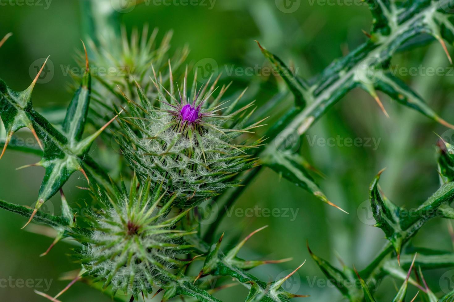 natutre tisteln foto