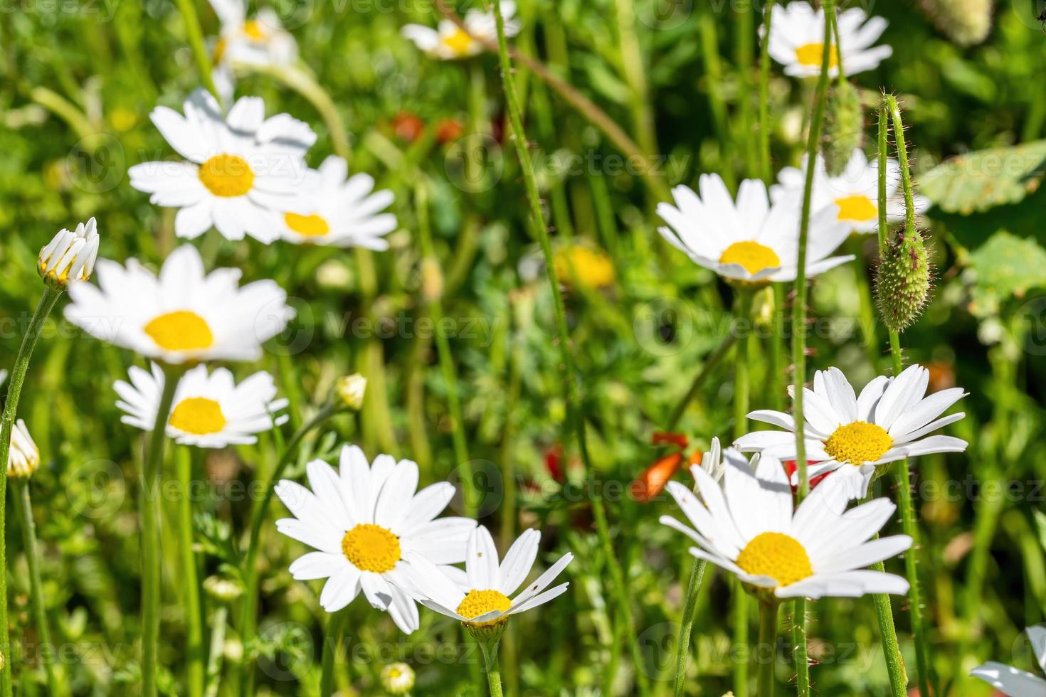 prästkragar blommar för beredning av infusion av kamomill foto