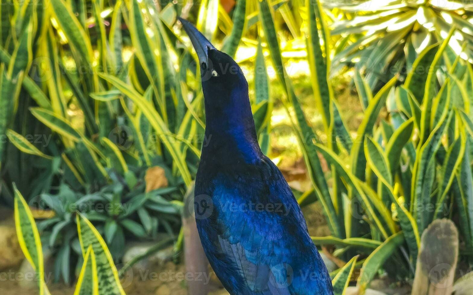 storstjärtad skratta fågel sitter på växt träd natur Mexiko. foto