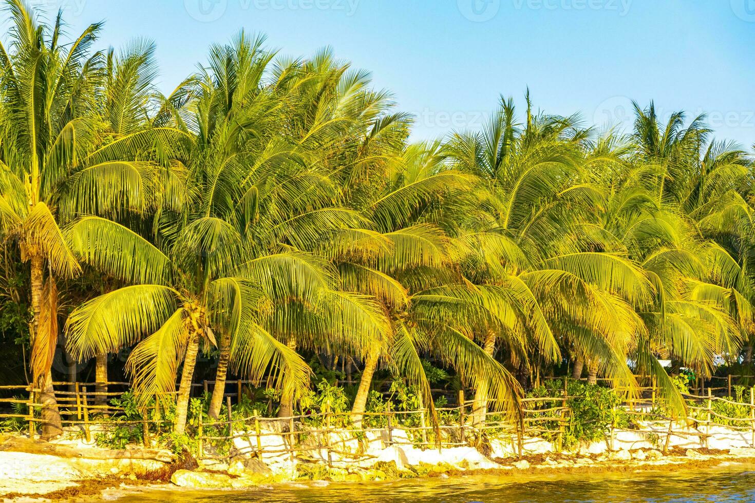 tropisk naturlig handflatan träd palmer blå himmel i Mexiko. foto