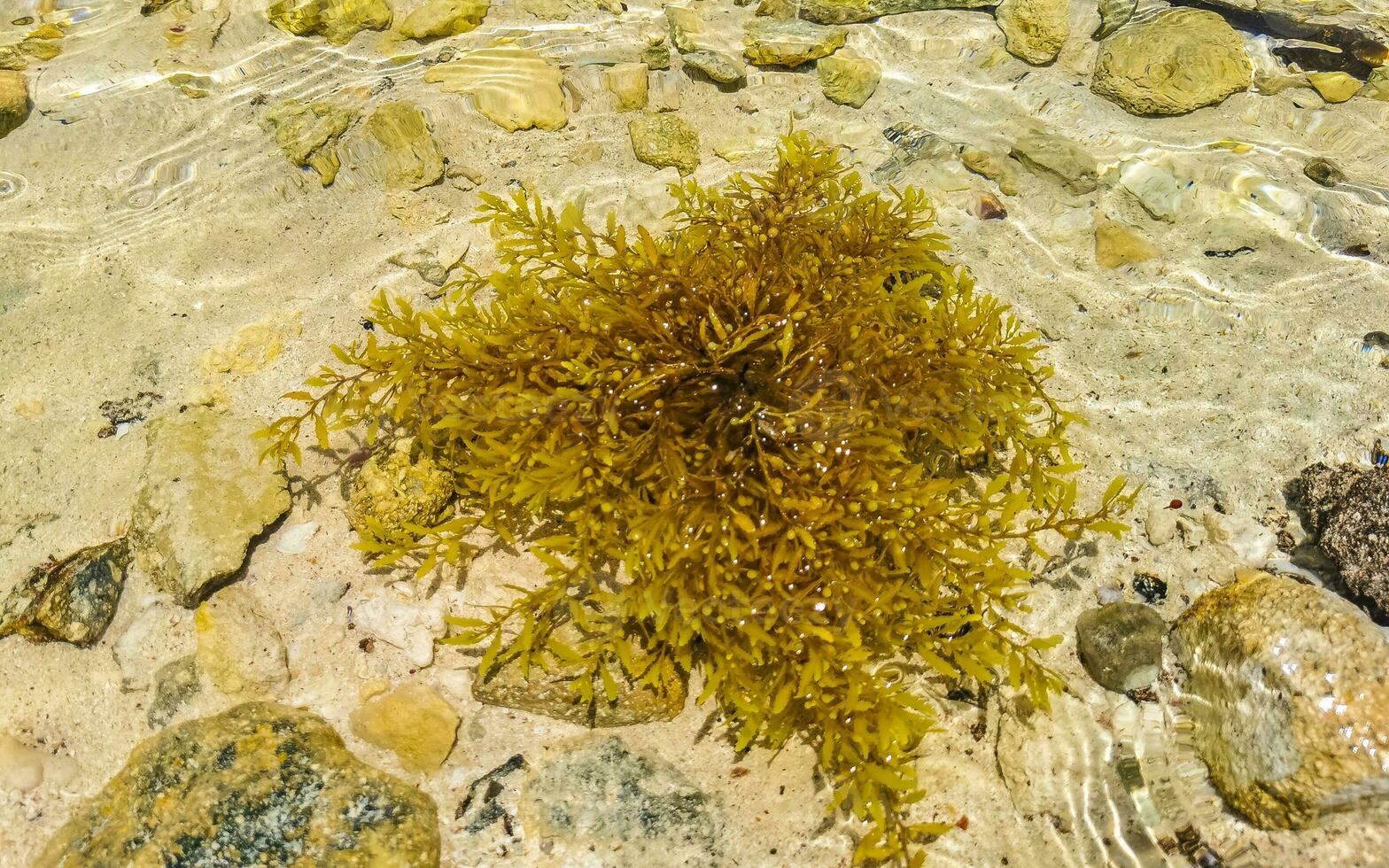 stenar stenar koraller med havsgräs i vatten på strand Mexiko. foto