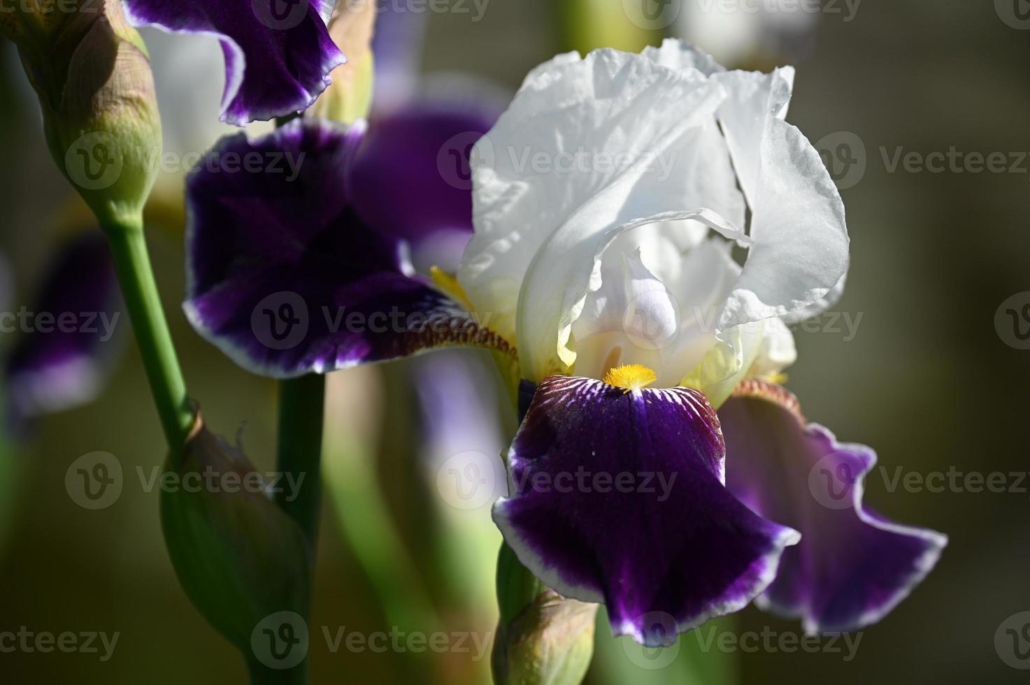 stor brokig irisblomma foto
