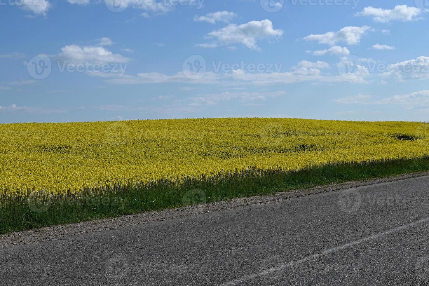 gult fält vid vägen foto