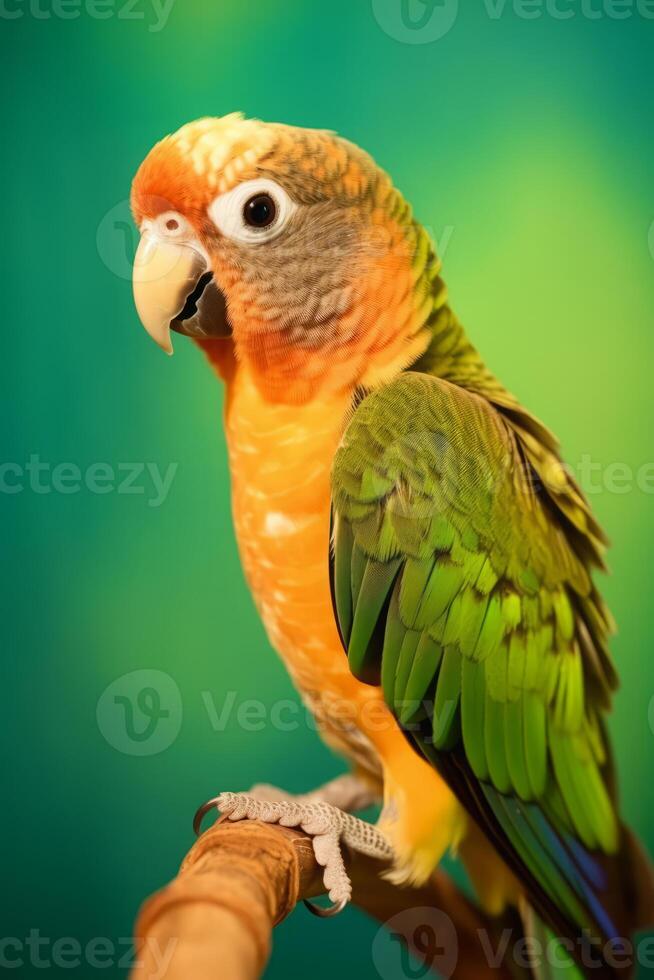 mycket söt conure i natur, nationell geografi, bred liv djur. ai genererad. foto