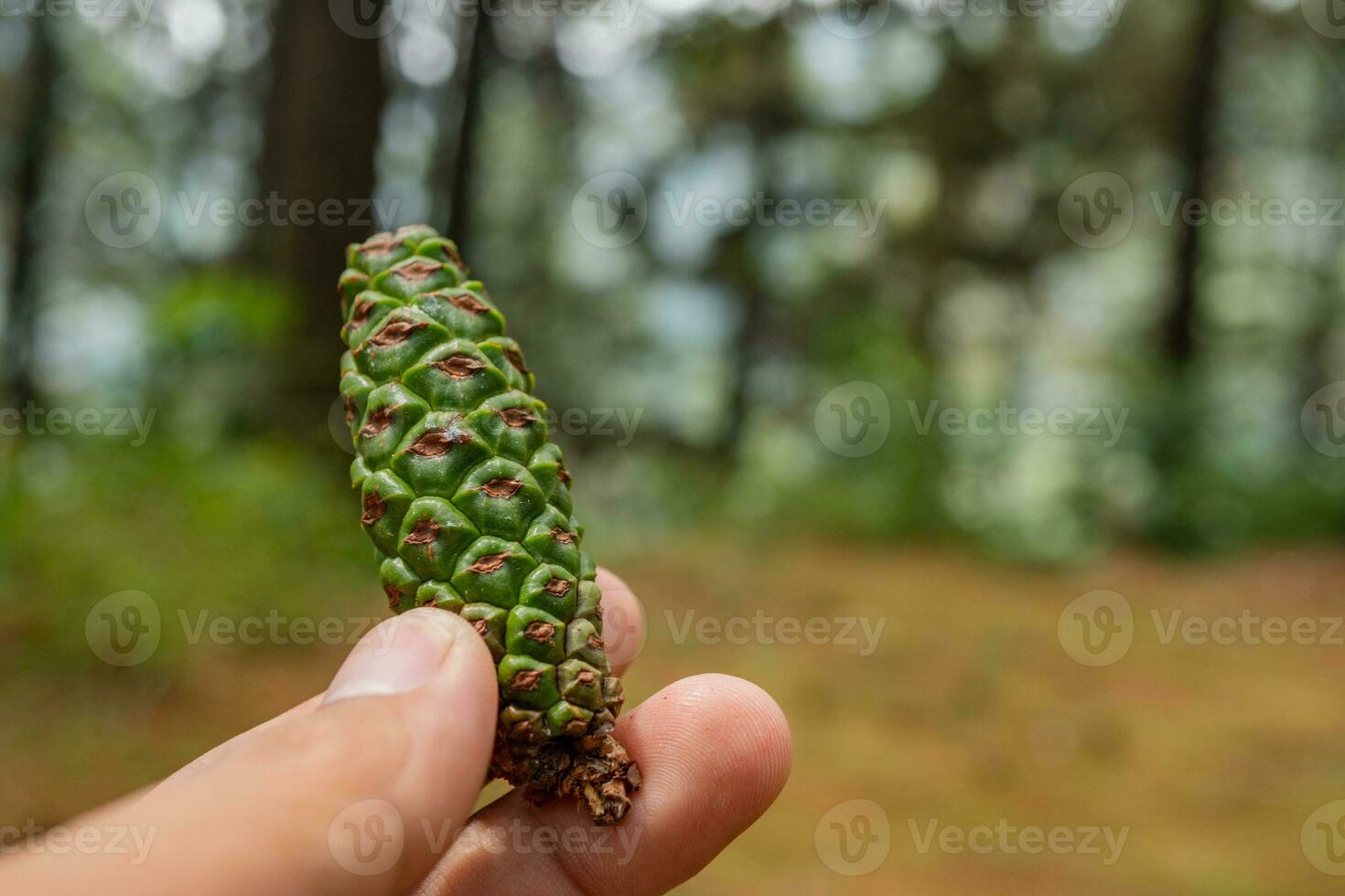 man håll grön pinus sylvestris frukt på de tall skog camping jord. de Foto är lämplig till använda sig av botanisk innehåll media, miljö- affisch och natur bakgrund.