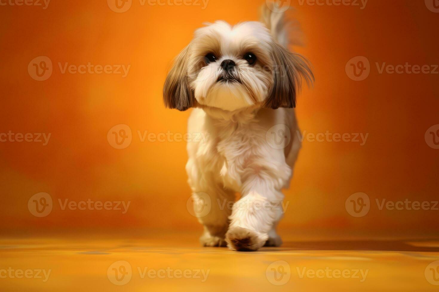 söt shih tzu i natur, nationell geografi, bred liv djur. ai genererad. foto