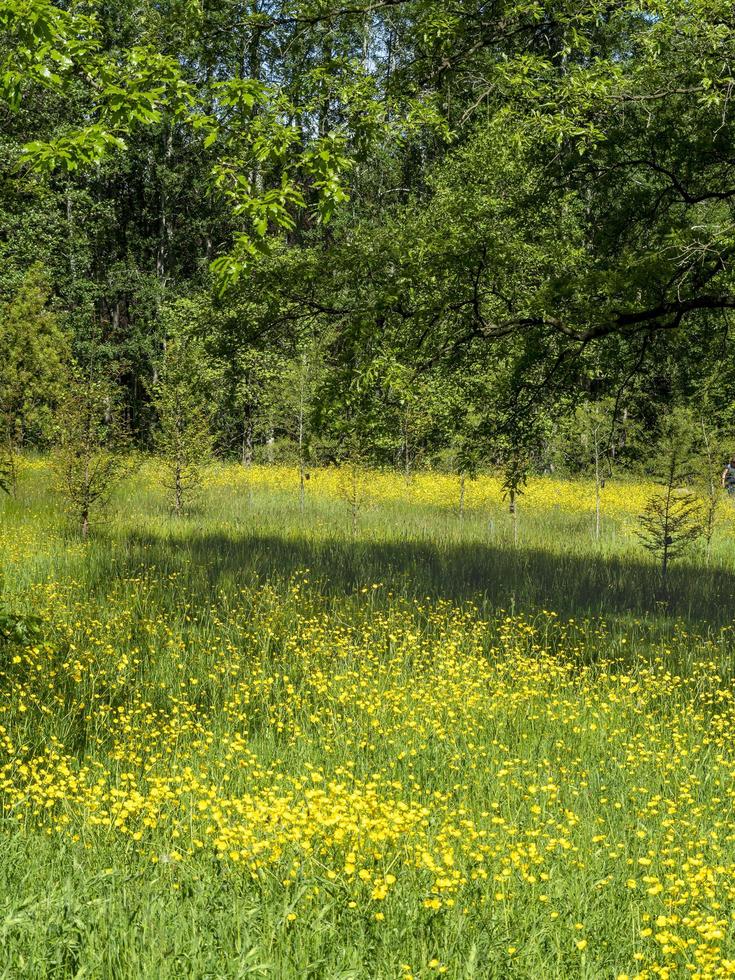 smörblommor blommar på en sommaräng foto