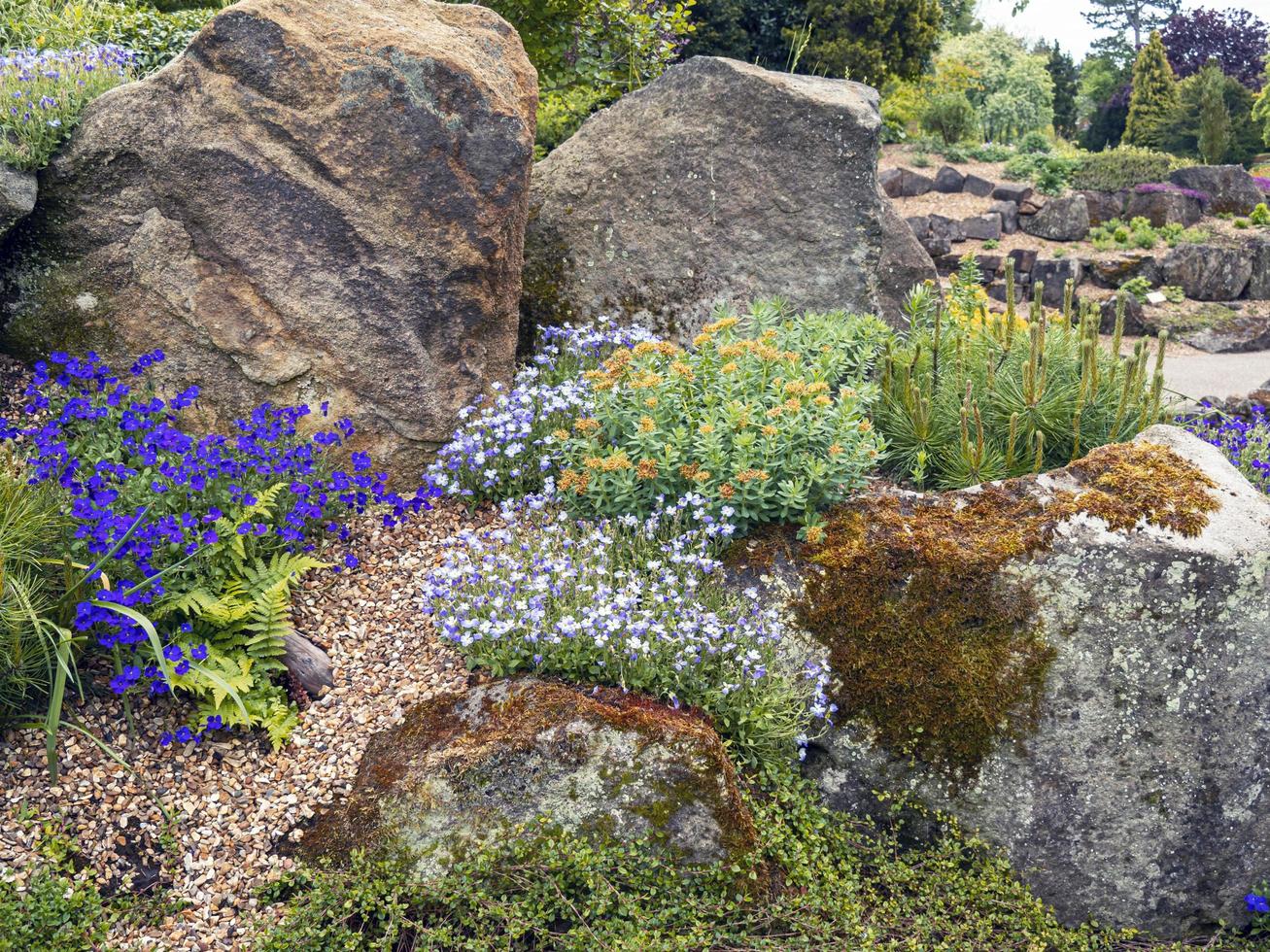 alpina växter som växer i en stenträdgård foto