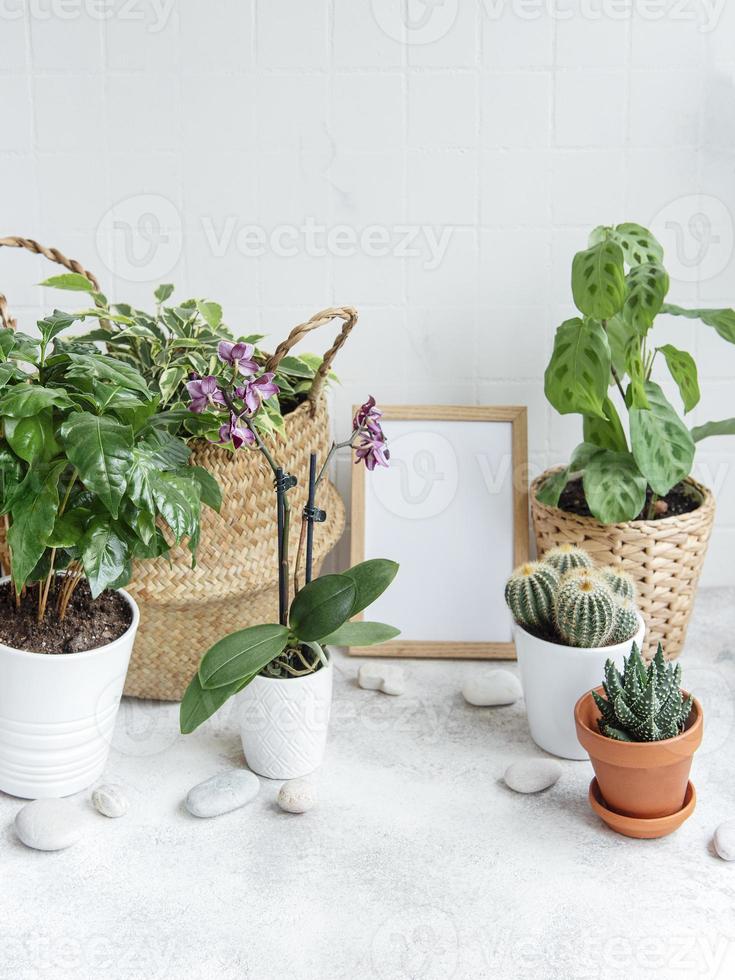 rum fylld med många moderna växter foto