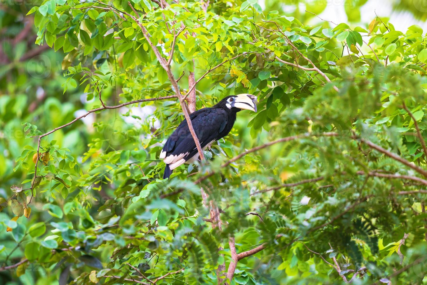 hornbill på trädet foto