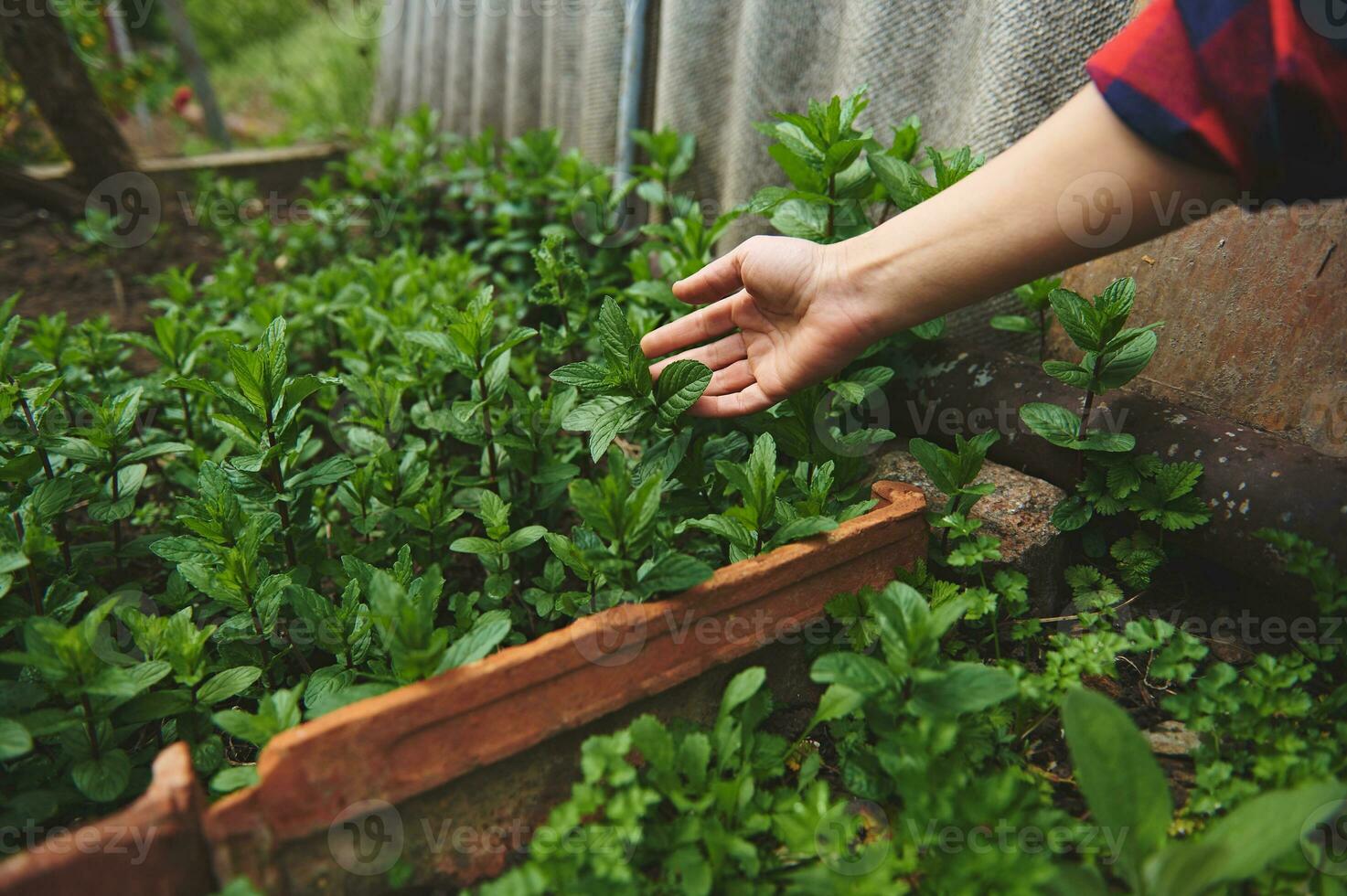 de trädgårdsmästarens kvinna hand rörande de löv av de mynta och pepparmynta växande i en Land trädgård utomhus foto
