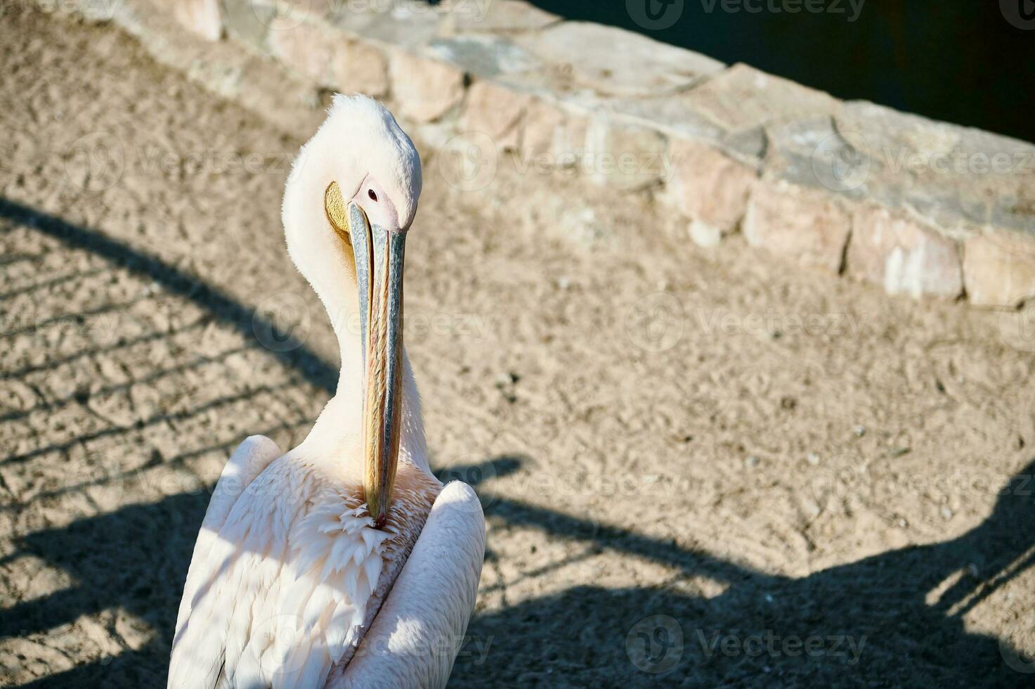 en skön rosa pelikan i de Zoo på en vår solig dag foto