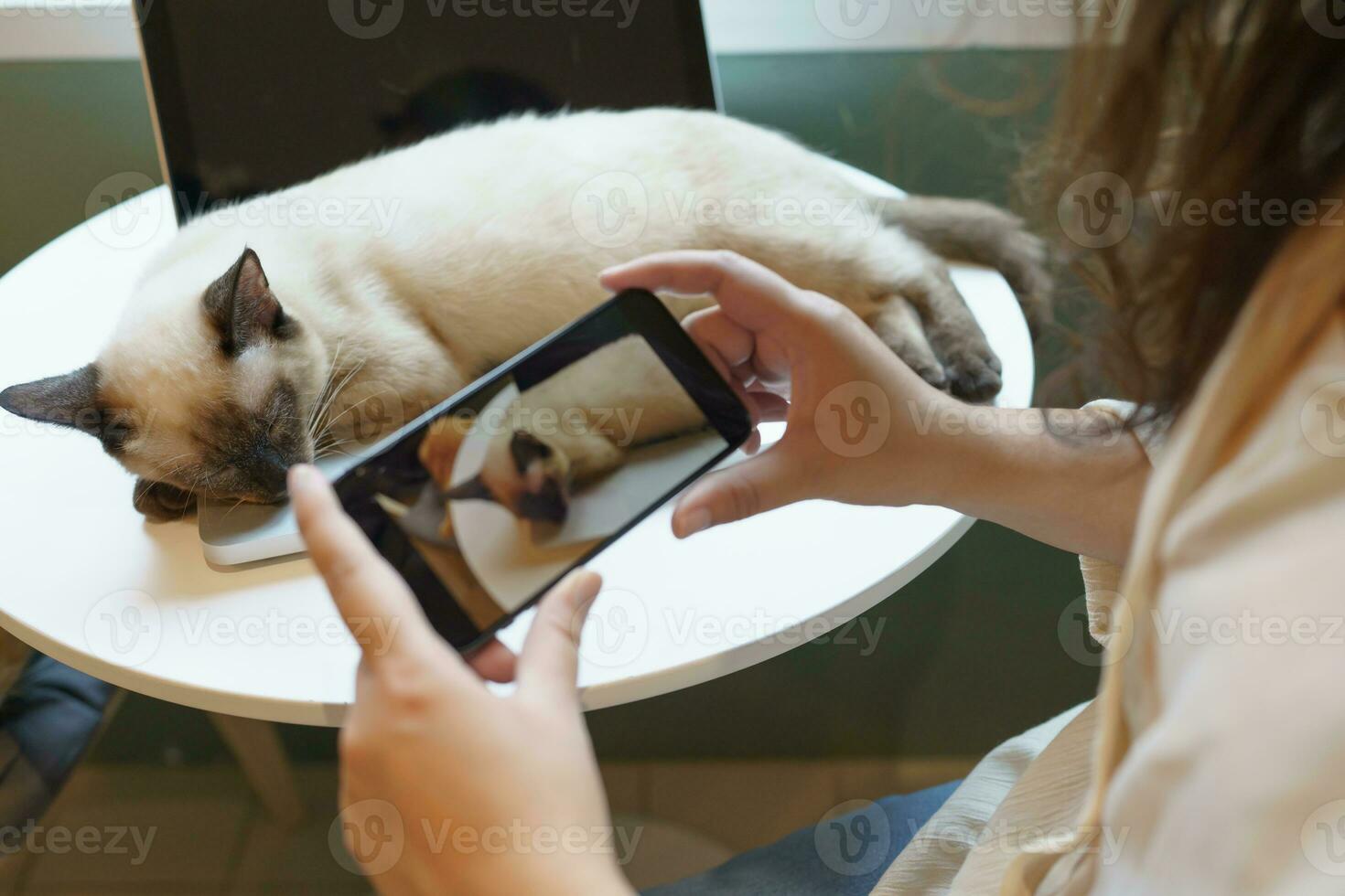 katt älskare kvinna händer tar Foto henne härlig katt på Hem vänskap djur- älskare livsstil begrepp.