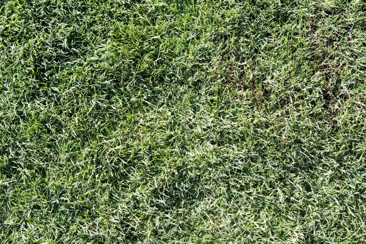 gräsmatta med grön gräs foto