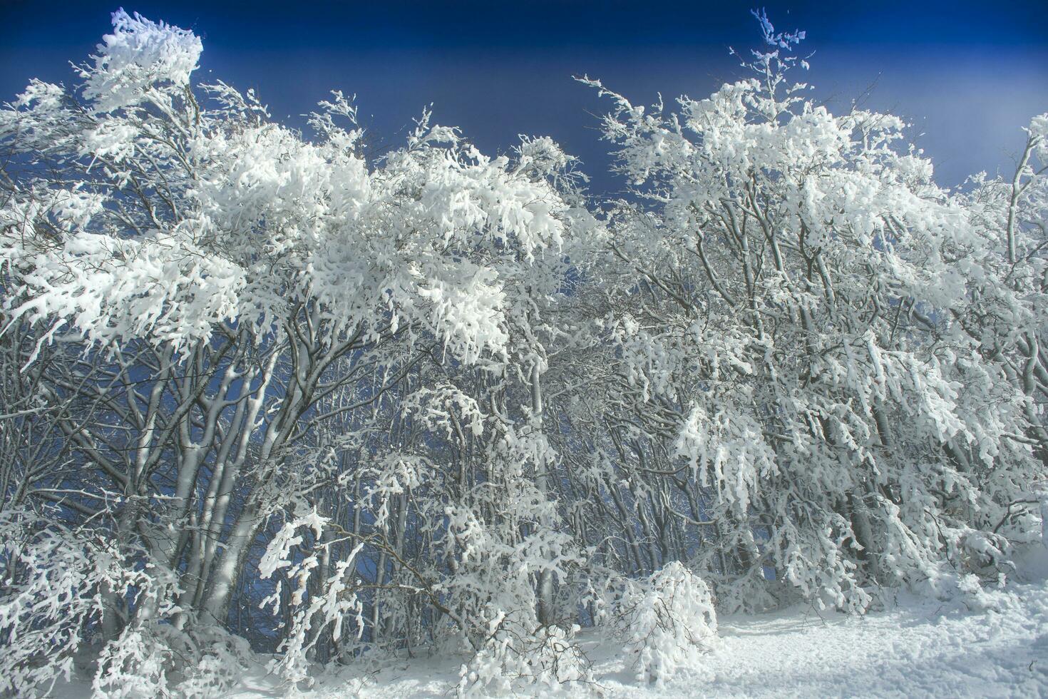 snötäckt skog på en solig dag foto