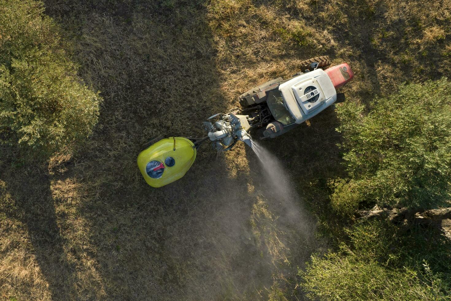 pesticid behandling för ett oliv plantage foto