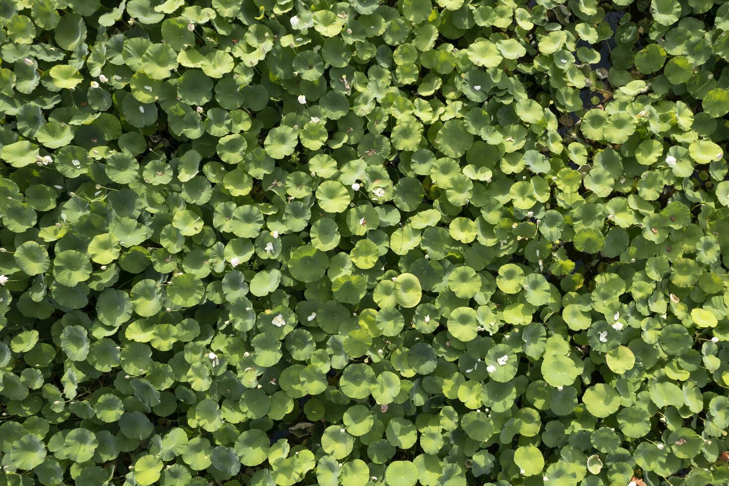 antenn se av en lotus blomma växande foto