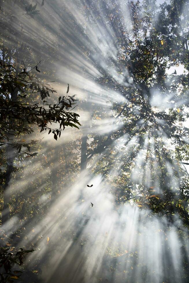 Sol strålar brytning genom de rök av en skog brand foto