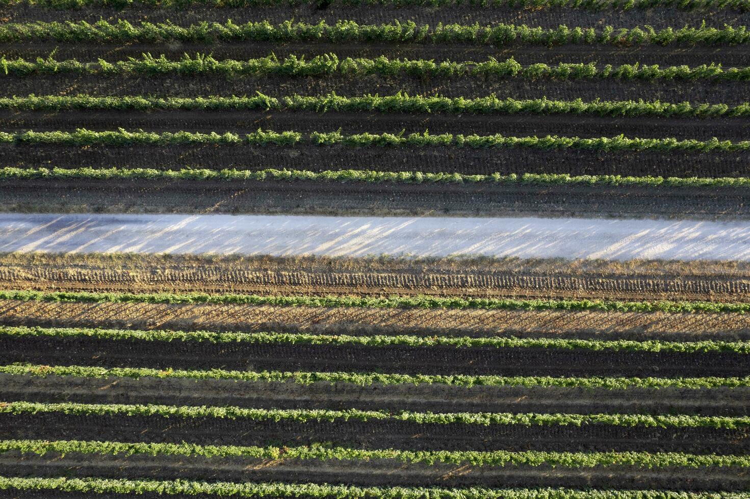 antenn se av de rader av en vingård tuscany Italien foto