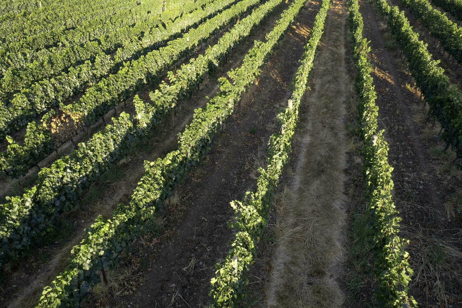 antenn se av de rader av en vingård tuscany Italien foto