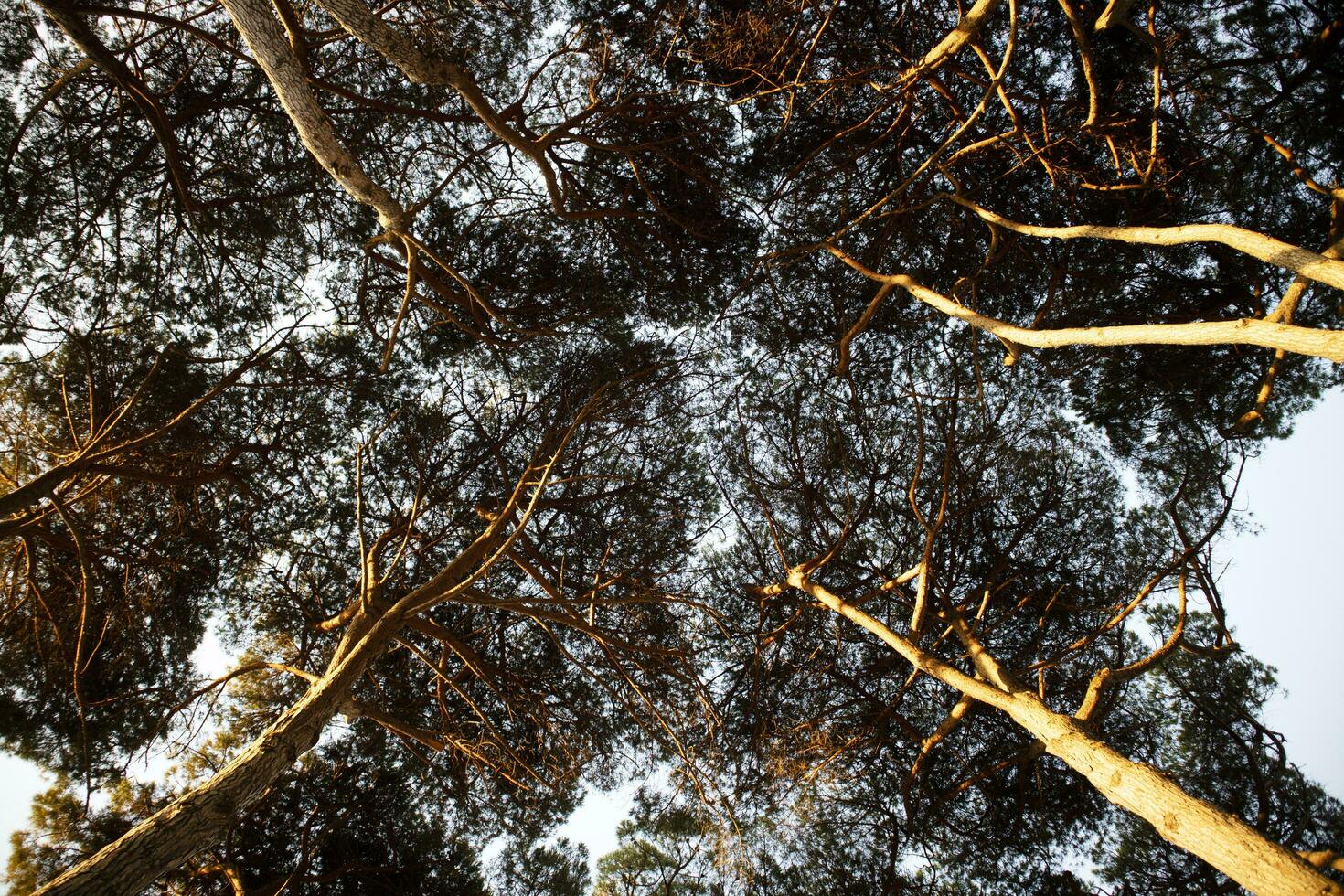 se av de under tak av de tall skog på gryning foto