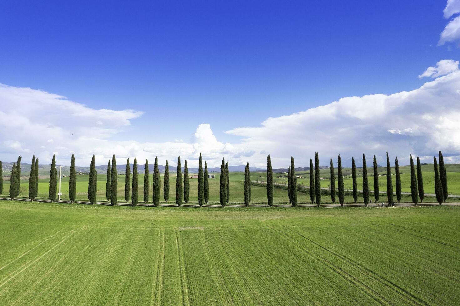 fotografisk dokumentation av de cypresser av de provins av siena foto