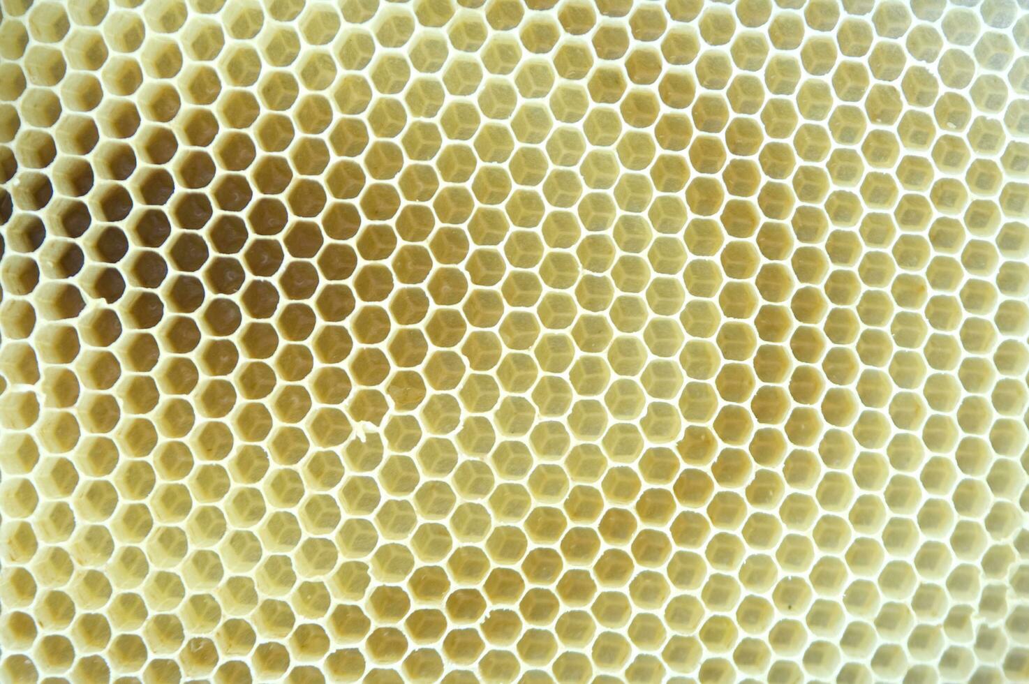 bi nässelfeber för honung produktion foto