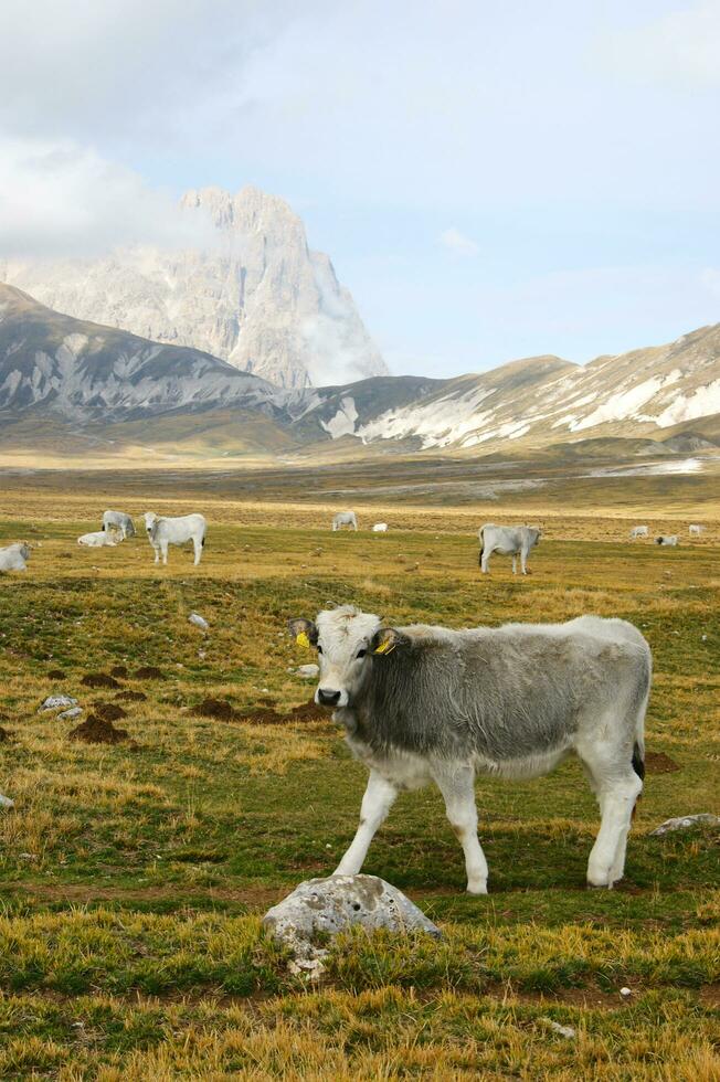 berg landskap betning djur foto