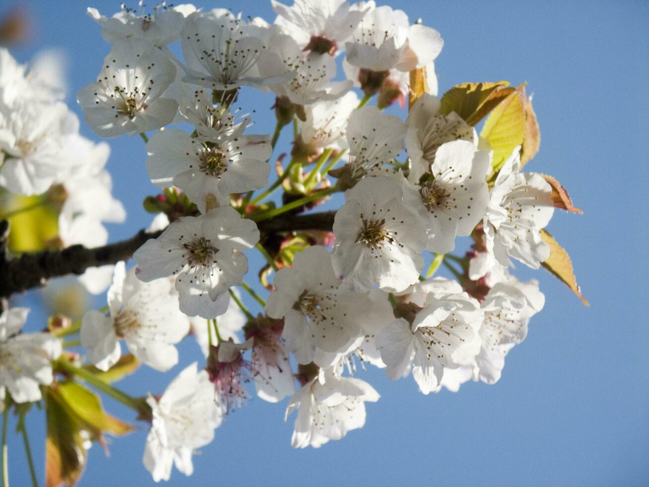 en träd med vit blommor mot en blå himmel foto