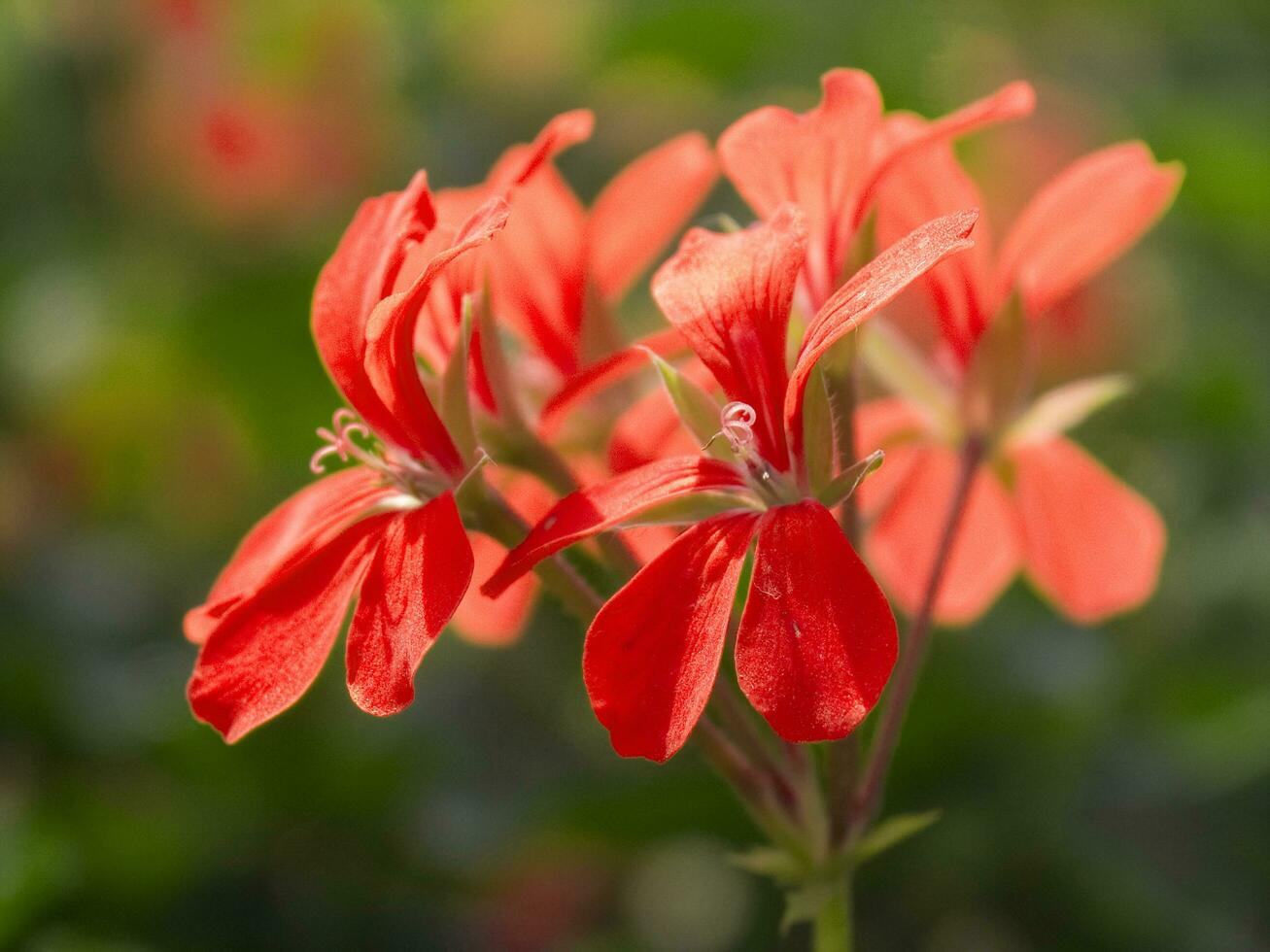 en stor fält av röd blommor i en växthus foto