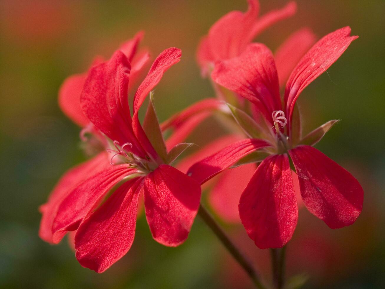 en stor fält av röd blommor i en växthus foto