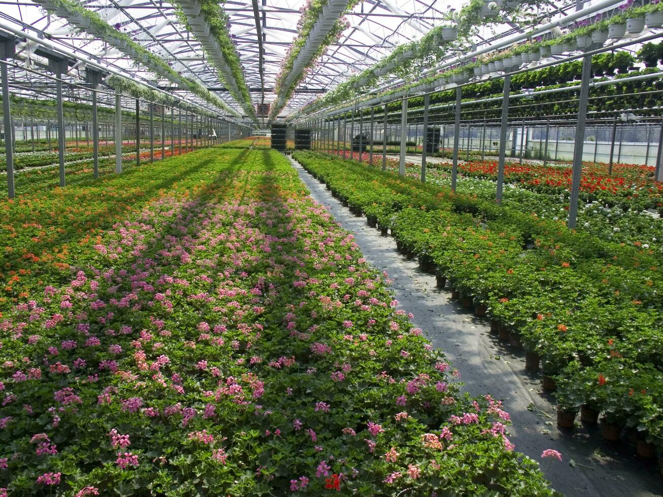 en stor fält av röd blommor i en växthus foto