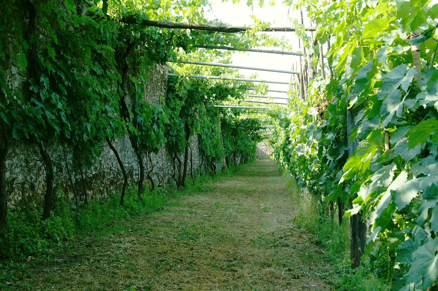 en rad av vinstockar växande längs en vägg foto