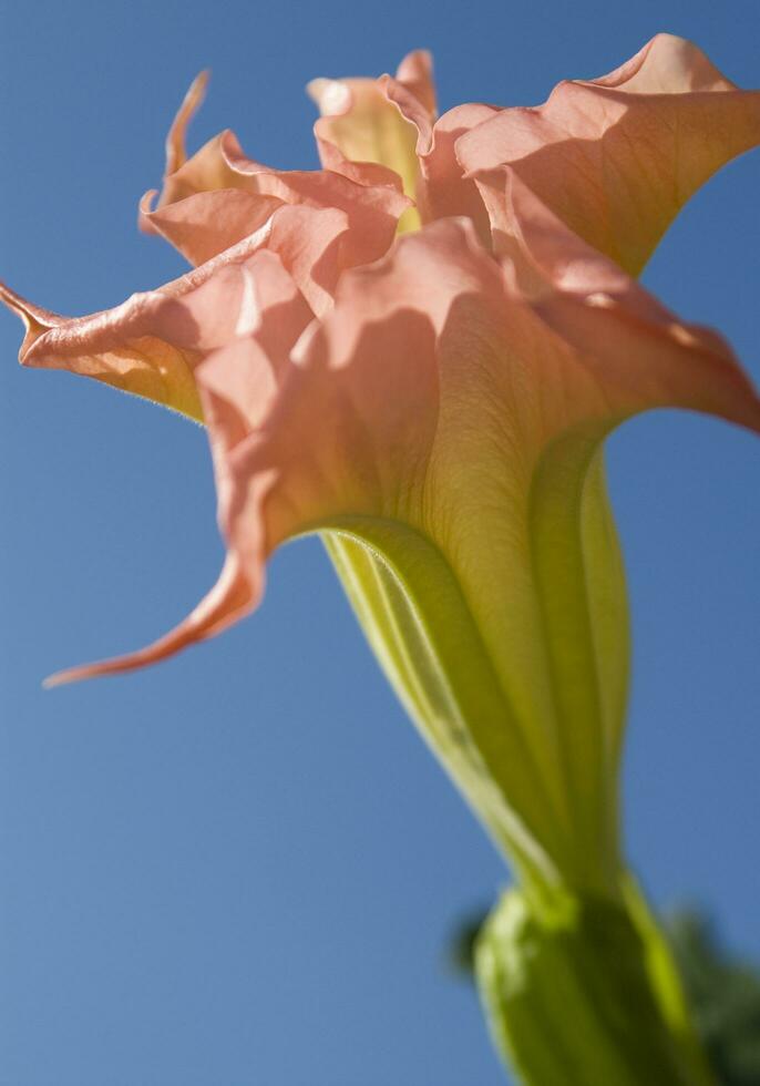 en stänga upp av en växt med en röd blomma foto